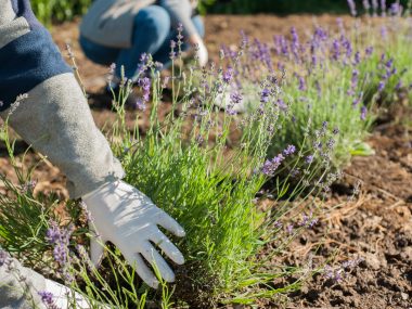 Hands of a gardeners in gloves cut lavender inflorescences with a pruner close-up. Care and cultivation of French lavender plants.